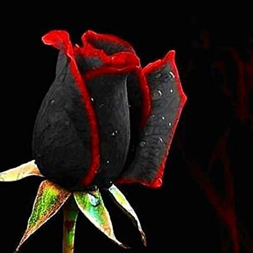 Sementes de Roseira Benoon 400 Peças (Recondicionado Sinais de Uso) Benoon - Lâmpadas de plantas e flores - roseira, 400 peças, recondicionado