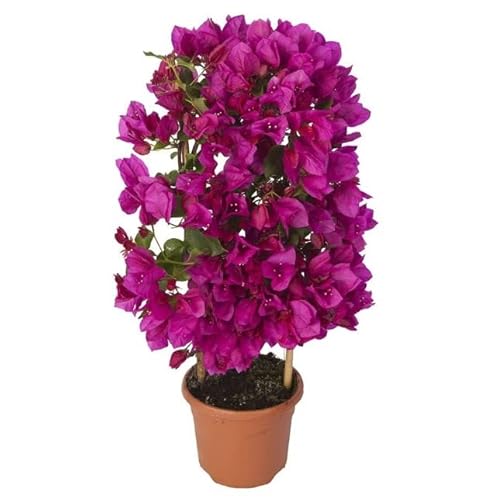 Planta Ornamental NATURALEZA Y VIDA Buganvilia (Rosa) DECOALIVE - Plantas - ornamental, buganvilia, rosa