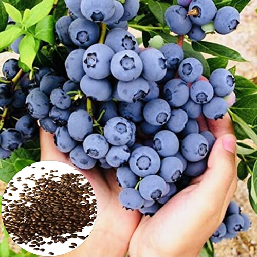 Sementes de Mirtilo Dulce Luojuny 150 Peças Luojuny - Lâmpadas de plantas e flores - sementes, mirtilo dulce, luojuny, 150 peças