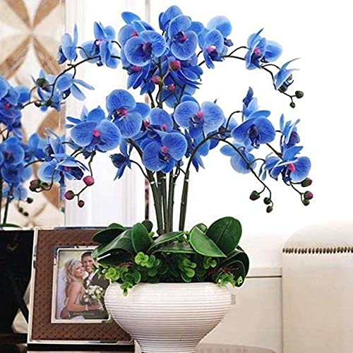 Sementes de Orquídeas BENOON 100 Pcs (Azul) Benoon - Lâmpadas de plantas e flores - orquídeas, 100 pcs, azul
