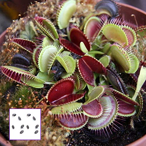 Sementes de Plantas Carnívoras DIONEA GIGANTE 10 Unidades Benoon - Lâmpadas de plantas e flores - plantas carnívoras, dionaea gigante, 10 unidades
