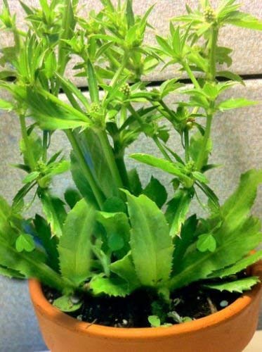 Sementes de Ervas e Plantas para Cozinha ERGOTRADE Culiforte (100 gr - Sementes) BSNKRY - Ervas e especiarias - erervas, plantas, cozinha, 100gr