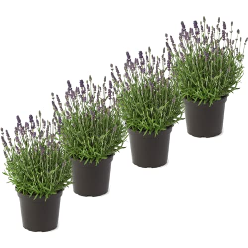Conjunto de 4 Plantas de Lavanda Hierbas Aromaticas Plantas Naturais DECOALIVE - Plantas - lavanda, aromáticas, naturais, 4 plantas