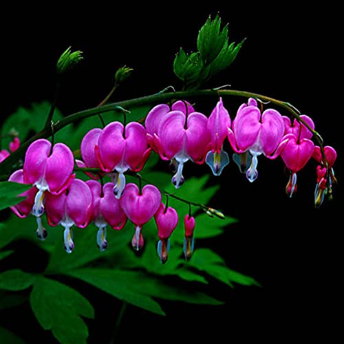 Sementes de Plantas Ornamentais HALOPPE 10 Unids Flores de Peonía Haloppe - Lâmpadas de plantas e flores - sementes, plantas ornamentais, haloppe, 10 unids, flores peonía