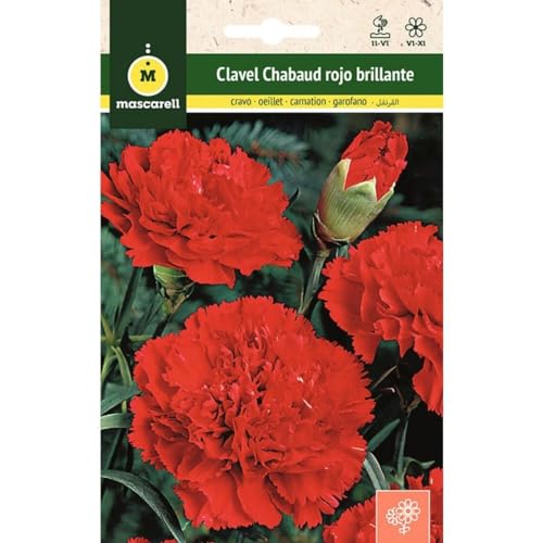 Sementes de flores MASCARELL Clavel Chabaud Gigante Vermelho Mascarell Semillas, S.L. - Sementes - semente, flores, vermelho, gigante