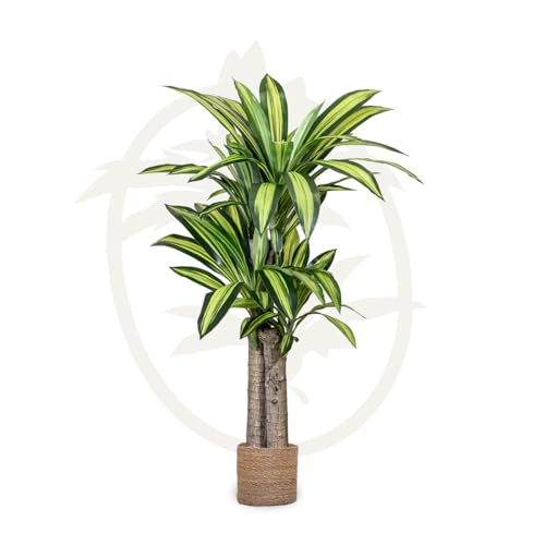 Planta Artificial MAIA SHOP Dracaena (Verde - 120x70cm) MAIA SHOP - Casa e jardim - verde, 120x70cm, planta artificial