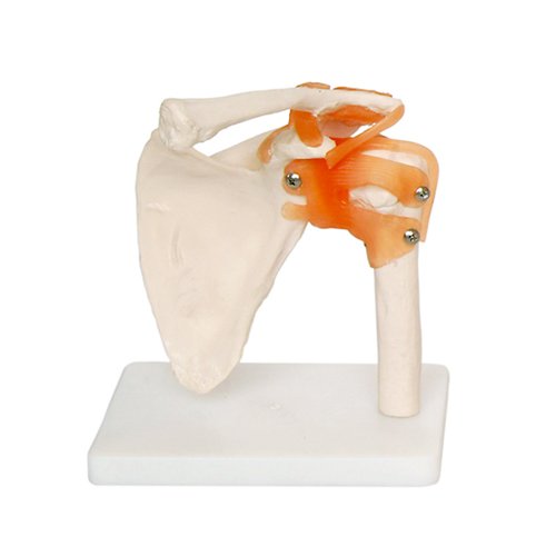 Modelo Anatómico de Articulação de Ombro 66Fit 66FIT - Conjuntos de ciência e exploração - artilhagem, ombro, anatomia