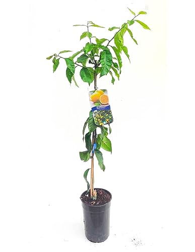 Árvore de Citronelha (Sementes e Plantas) DECOALIVE - Árvores - citronelha, árvores, plantas, flores, arbustos