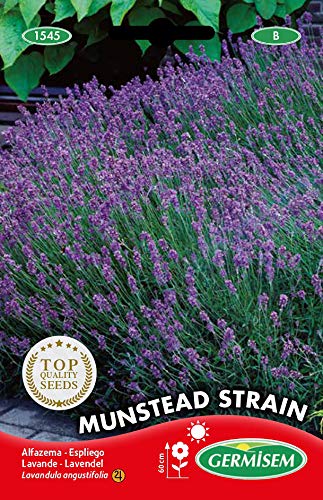 Sementes de Plantas Ornamentais GERMISEM Alfazema Munstead Strain (0,5 g) GERMISEM - Sementes - alfazema, ornamentais, semelhe
