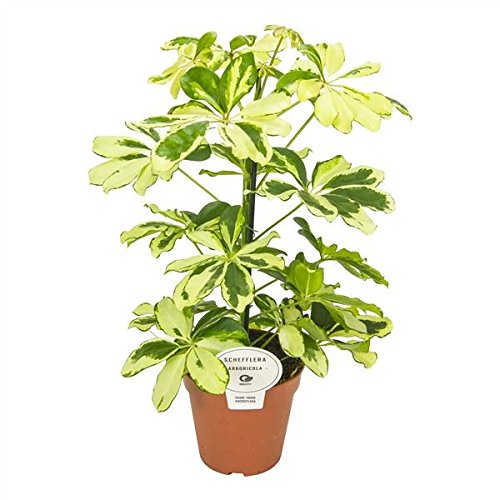 Planta decorativa de interior NATURE-TEC Schefflera Gerda (45-60 cm) Perfect Plants - Plantas - decorativa, folhas verde-escuro, alta resistência, nível luz