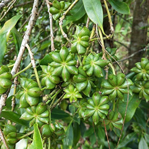 Sementes de Plantação 1 Bolsa Sementes de Estrelha Anis ZHOUBAA - Lâmpadas de plantas e flores - sementes, plantar, estrelha anis