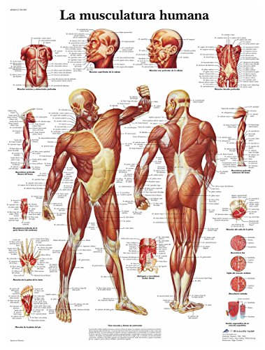 Póster Anatomia da Músculo Humano 3B SCIENTIFIC 3B Scientific - Pósteres, impressões e arte visual - anatomia, músculo humano, 3B Scientific