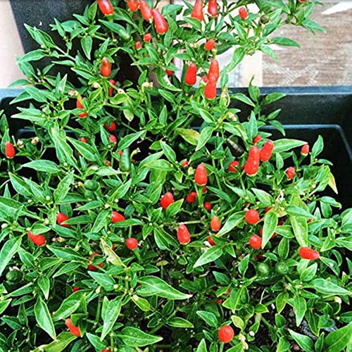 Sementes de Hortelãas HALOPPE 50 Unids Sementes de Pimenta Picante para Cultivo em Casa Haloppe - Lâmpadas de plantas e flores - hortelã, pimenta picante, cultivo em casa