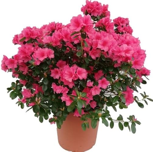 Azalea Natural - 1 Unidade (Jardim e exterior) DECOALIVE - Casa e jardim - natural, artificial, alta qualidade, fácil de manter