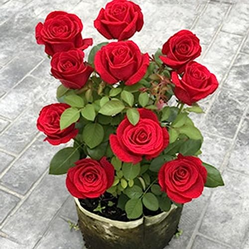 Sementes de Rosas PROLIFIC HIGH YIELDING NATURAL ROSE Luojuny - Lâmpadas de plantas e flores - rosas, sementes, jardim