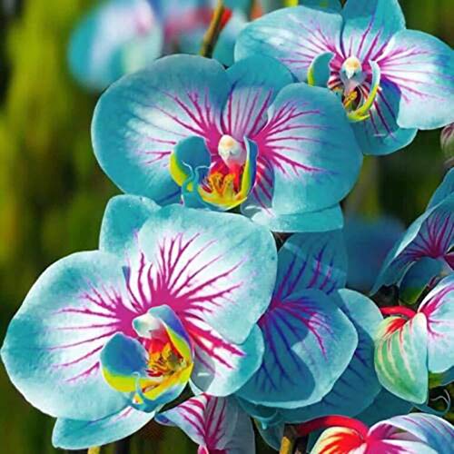 Sementes BENOON Phalaenopsis (100 Un - Sementes) Benoon - Lâmpadas de plantas e flores - phalaenopsis, 100 un