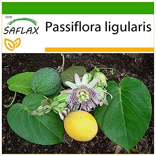 Semente de Passiflora Lígularis Sweet Granadilla - 20 Sementes SAFLAX - Lâmpadas de plantas e flores - passifloralígularis, sweet granadilla, 20 sementes