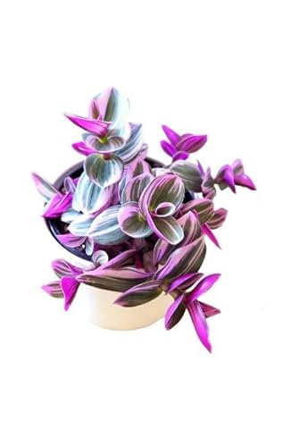 Planta decorativa NANOUK Tradescantia (Verde - 22.5x20.5x25 cm) DECOALIVE - Plantas - verde, 22.5x20.5x25 cm, fácil de cuidar, decorativa