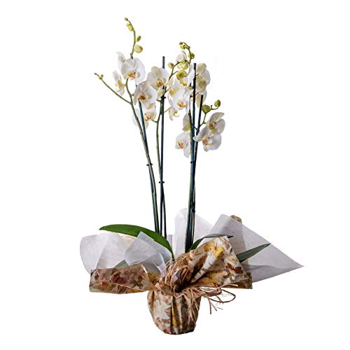 Orquídeas Vivas PLANTA FLORES 2 Tallos (Branco - 30 cm) Flores AVRIL - Casa e jardim - vivas, branco, 30 cm