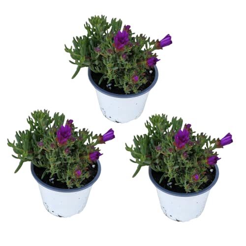 Conjunto de 3 Plantas Ornamentais MESSEN Lampranthus Delosperma DECOALIVE - Plantas - conjunto, 3 plantas, ornamentais, lampranthus, delosperma