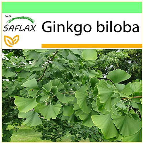 Semente para Plantar SAFLAX Garden To Go Ginkgo (Ginkgo biloba) SAFLAX - Lâmpadas de plantas e flores - ginkgo biloba, 3 peças, directamente na terra